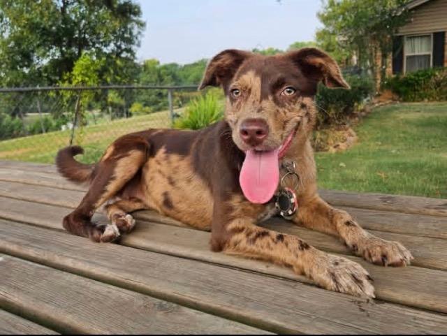 Enlarge Dosia, a Adoptable mixed breed in Chelmsford, MA image 3/5