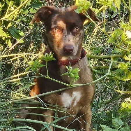 Enlarge Dosia, a Adoptable mixed breed in Chelmsford, MA image 5/5