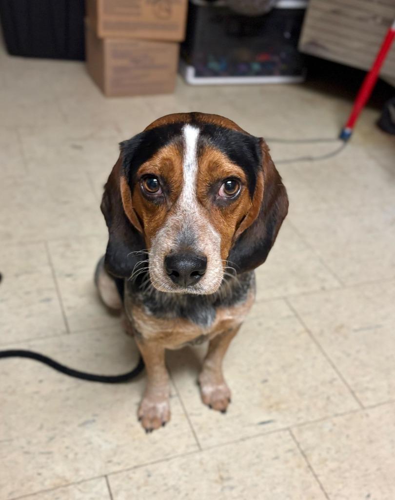 Enlarge Samwise, a Adoptable Beagle in Chillicothe, OH image 1/1