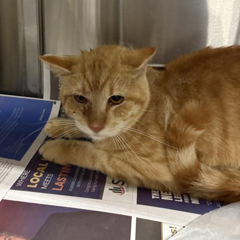 Enlarge MURPHY, a Adoptable Domestic Short Hair in Pensacola, FL image 1/1