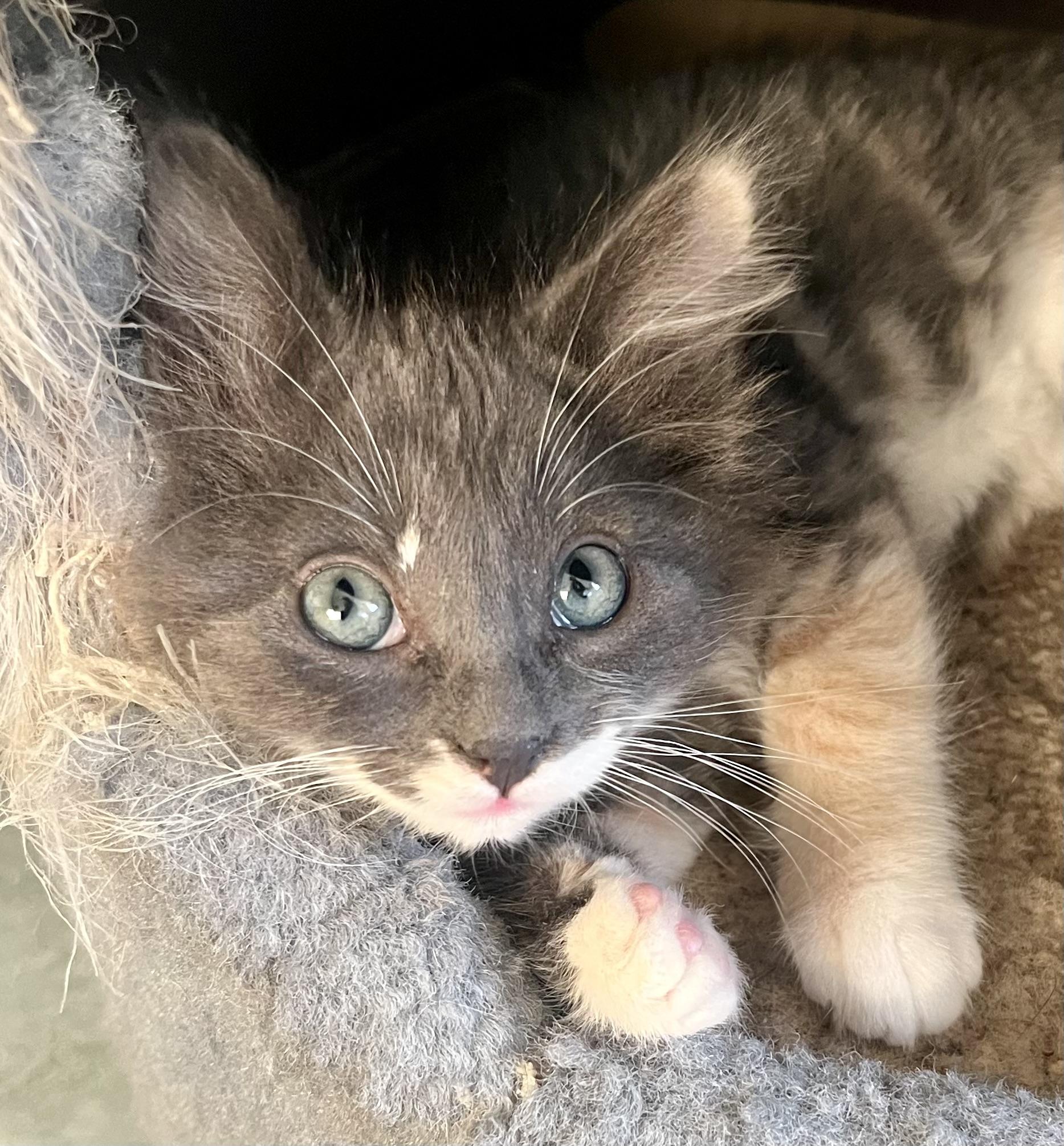 Opal, an adopted mixed breed in Lancaster, CA image 2/6
