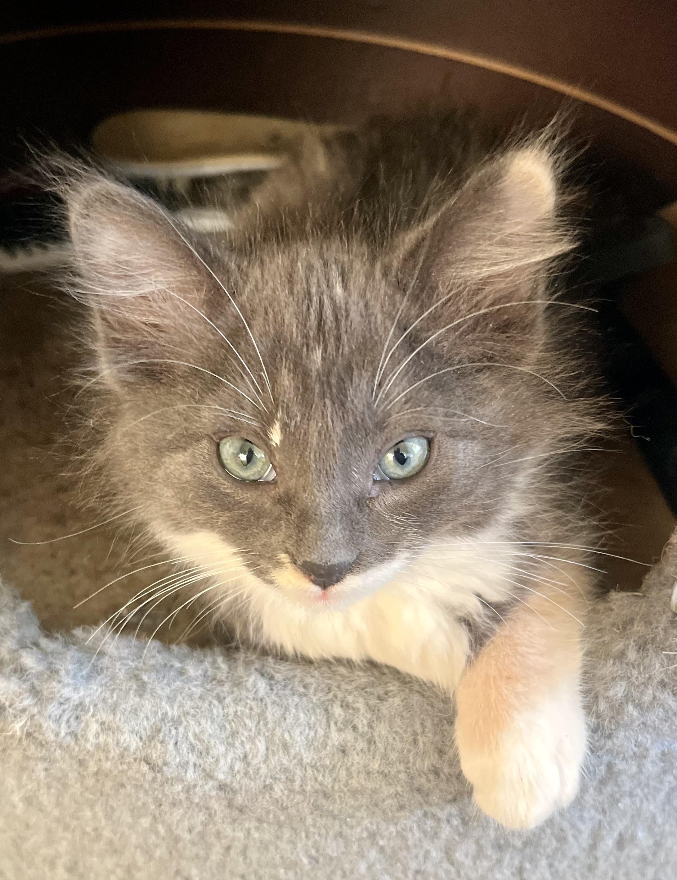 Opal, adopted, Kitten Female Dilute Calico.
