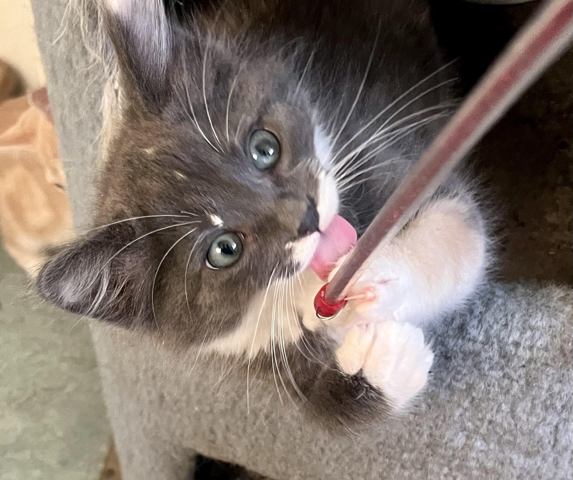 Opal, an adopted mixed breed in Lancaster, CA image 5/6
