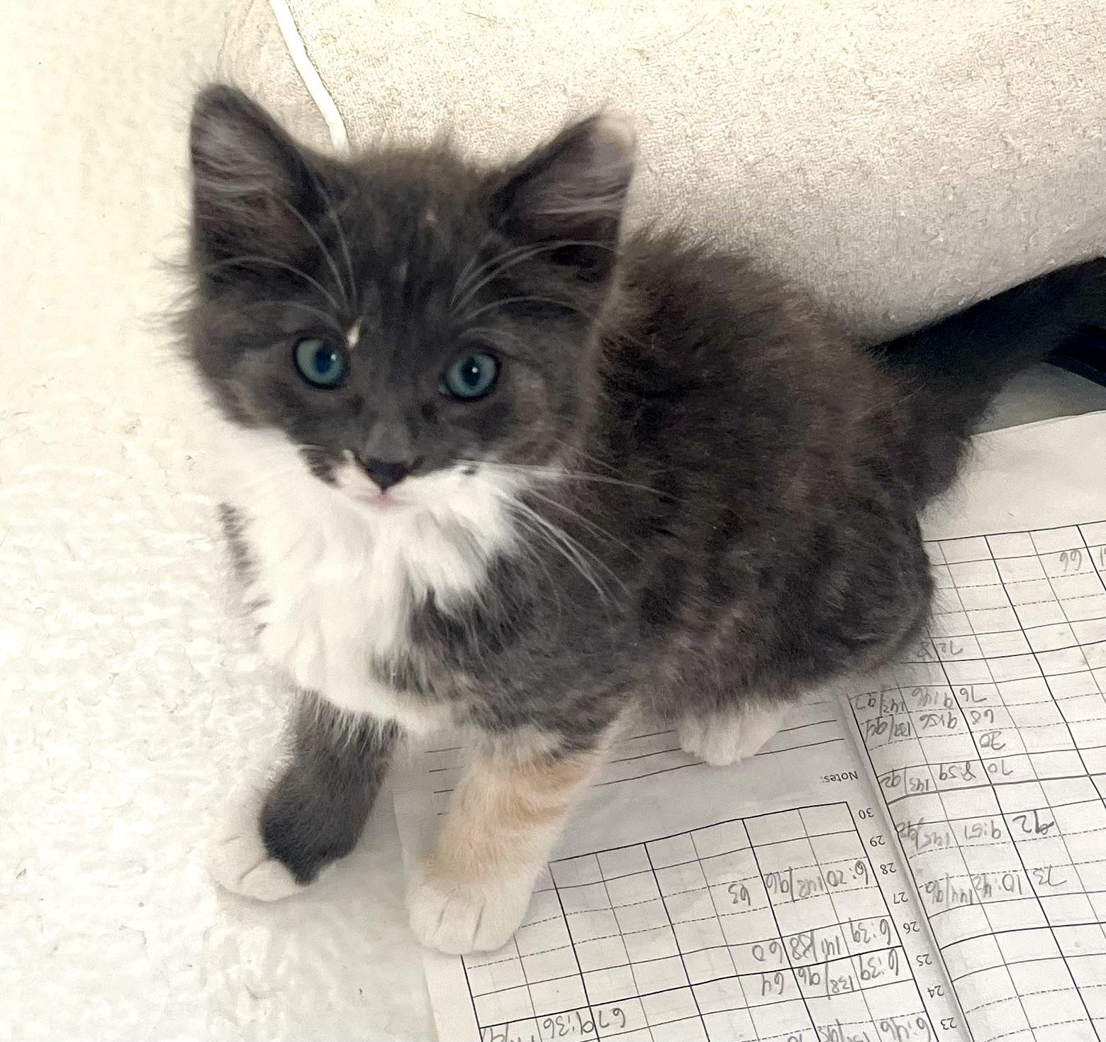 Opal, an adopted mixed breed in Lancaster, CA image 3/6