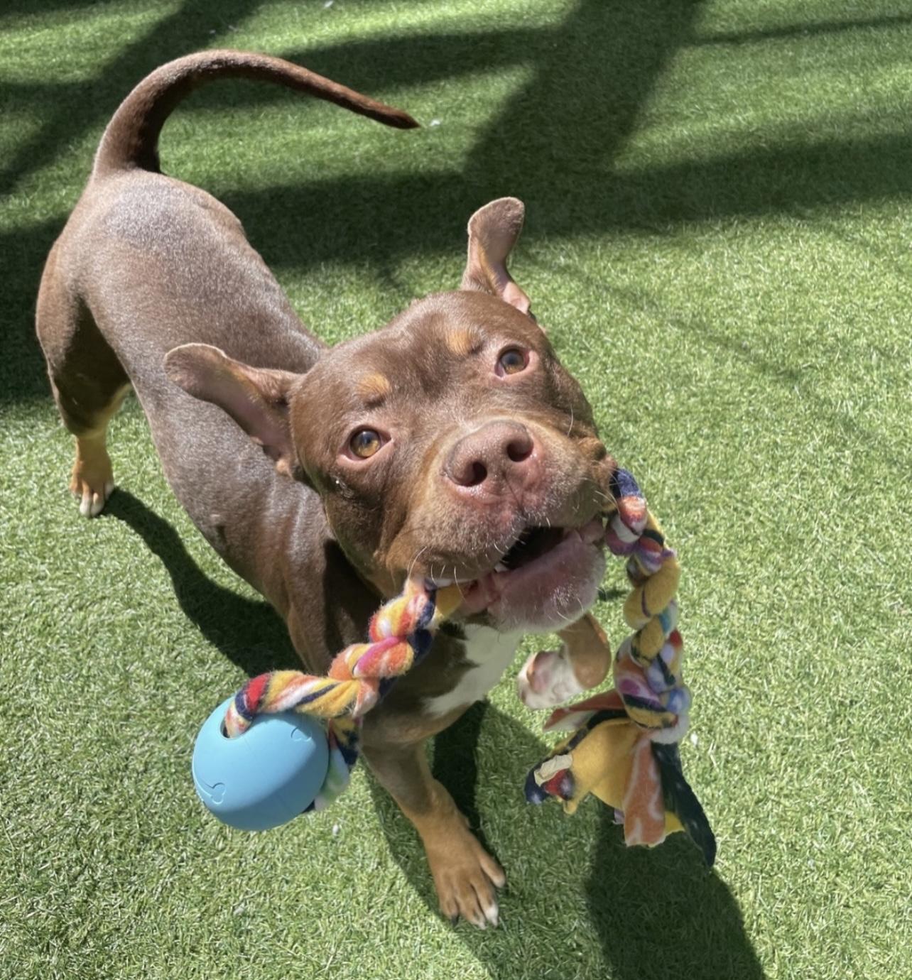 Alec, a Adoptable American Bully in Tigard, OR image 2/5