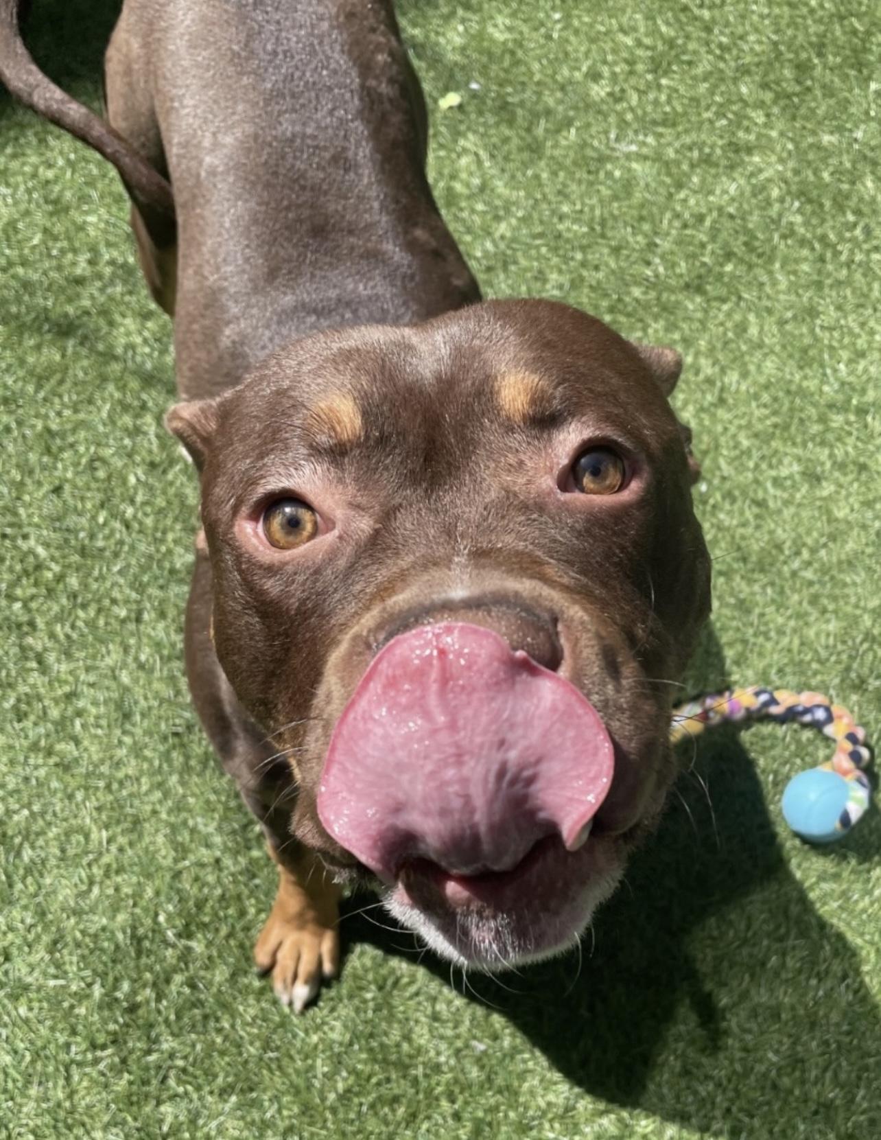 Alec, a Adoptable American Bully in Tigard, OR image 3/5