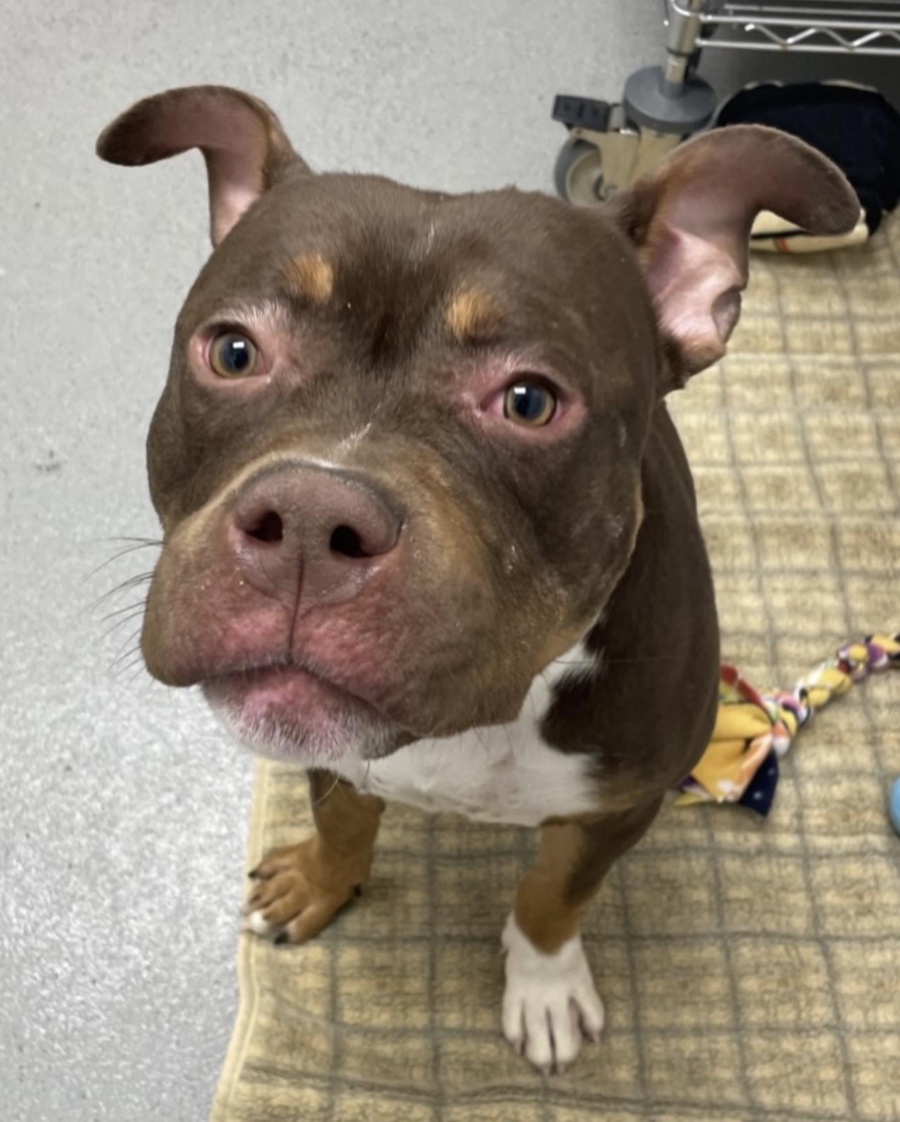 Alec, a Adoptable American Bully in Tigard, OR image 1/5