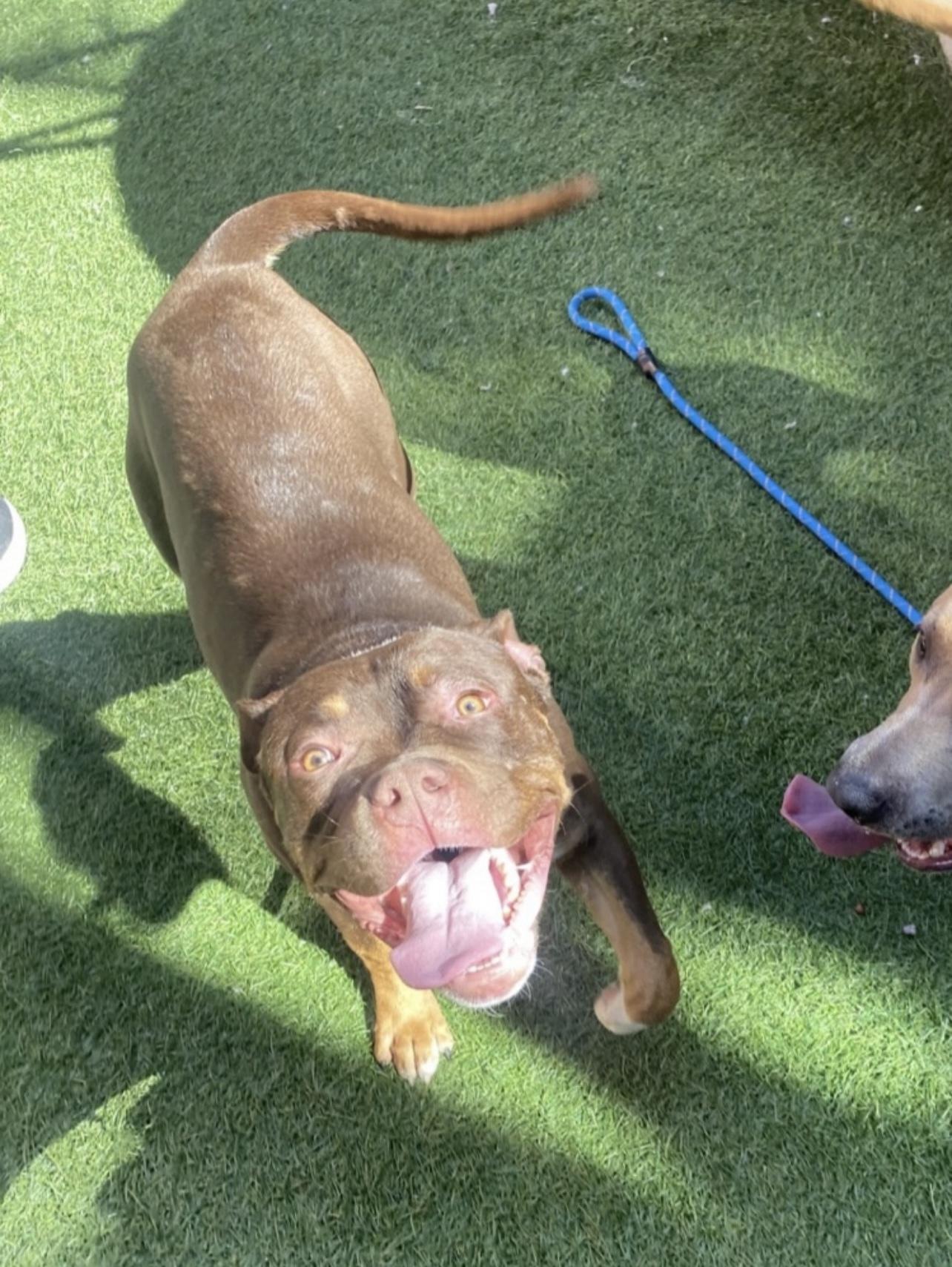 Alec, a Adoptable American Bully in Tigard, OR image 4/5
