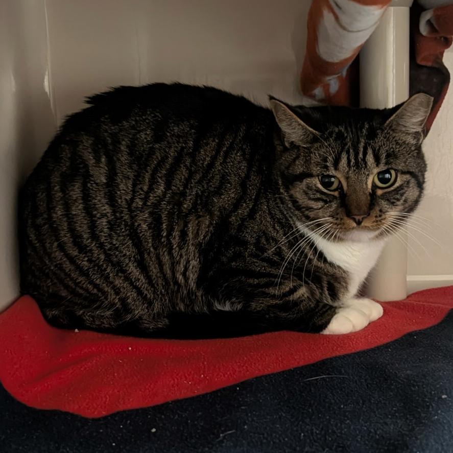 Enlarge Bella The Brave, a Adoptable Domestic Short Hair in Watertown, NY image 1/1