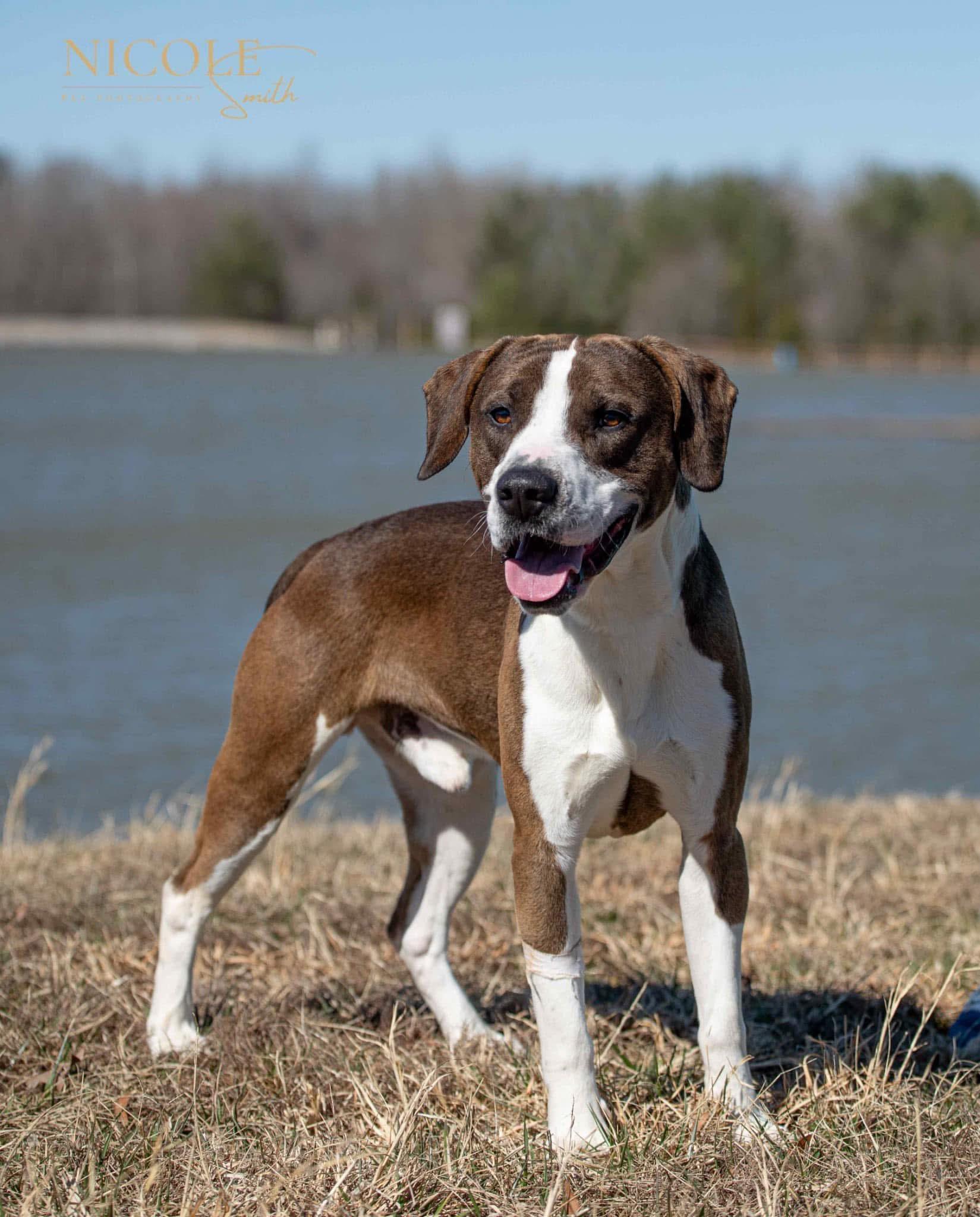 Enlarge John Wick, a Adoptable mixed breed in Greenville, KY image 2/4