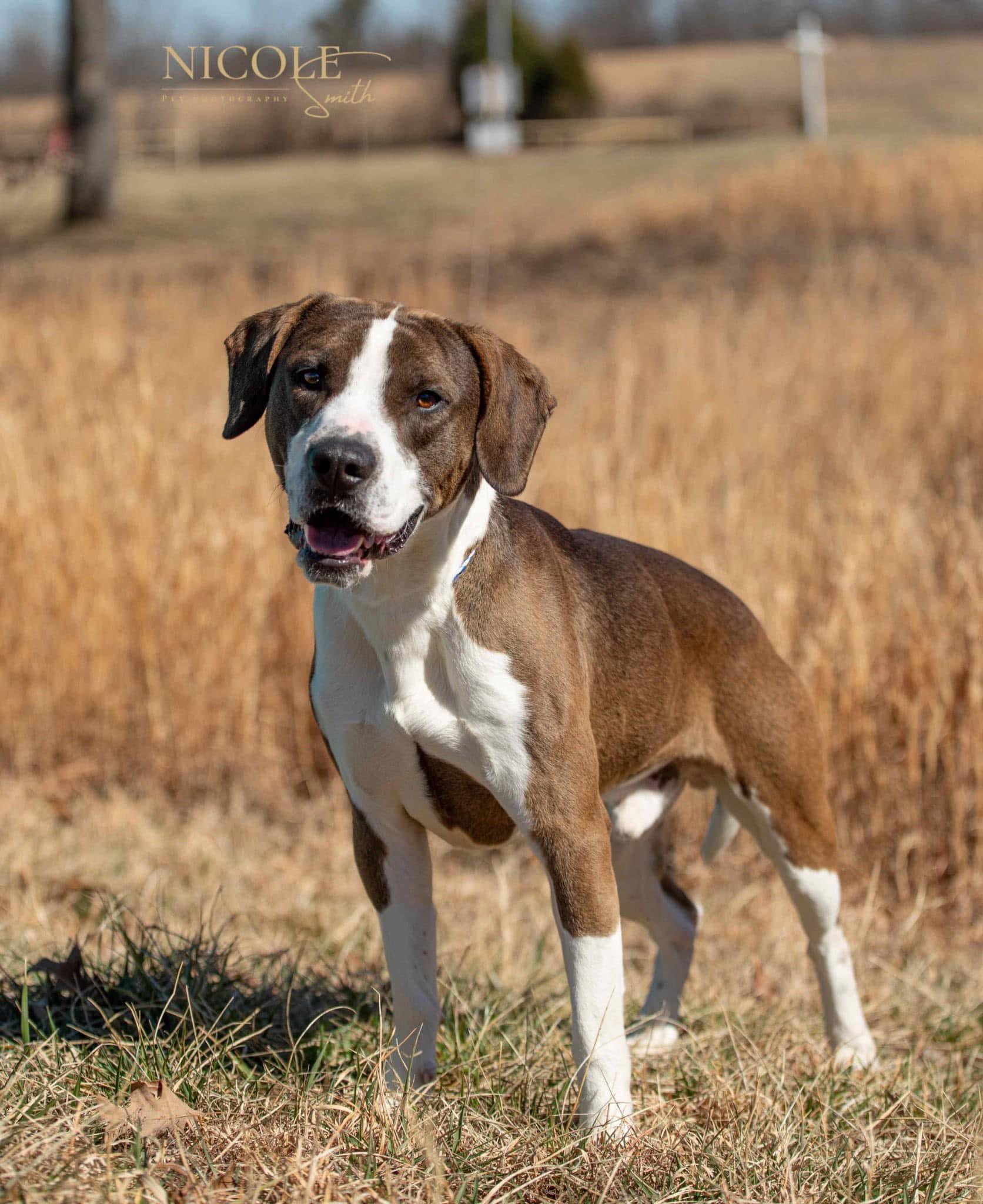 Enlarge John Wick, a Adoptable mixed breed in Greenville, KY image 3/4