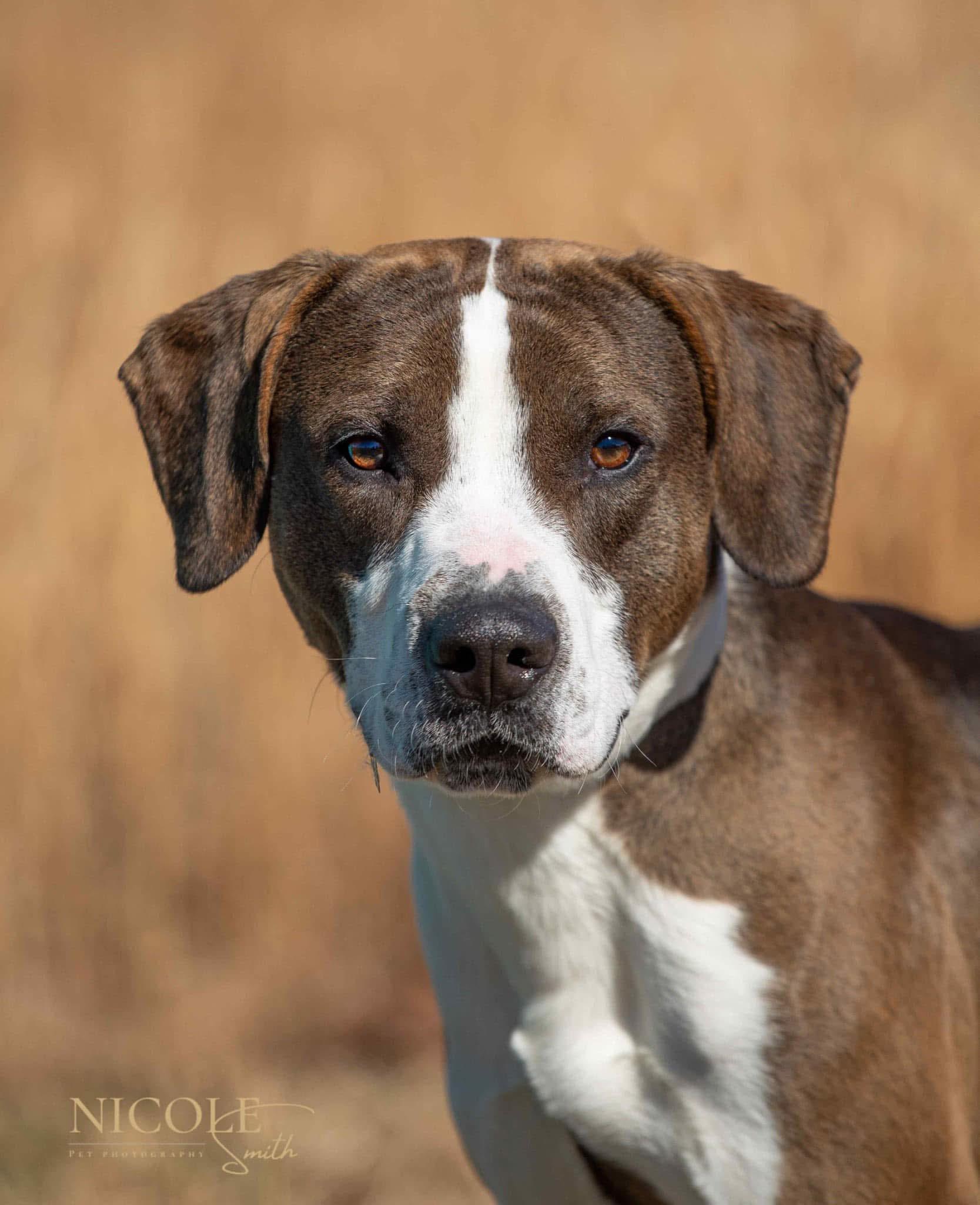 Enlarge John Wick, a Adoptable mixed breed in Greenville, KY image 4/4