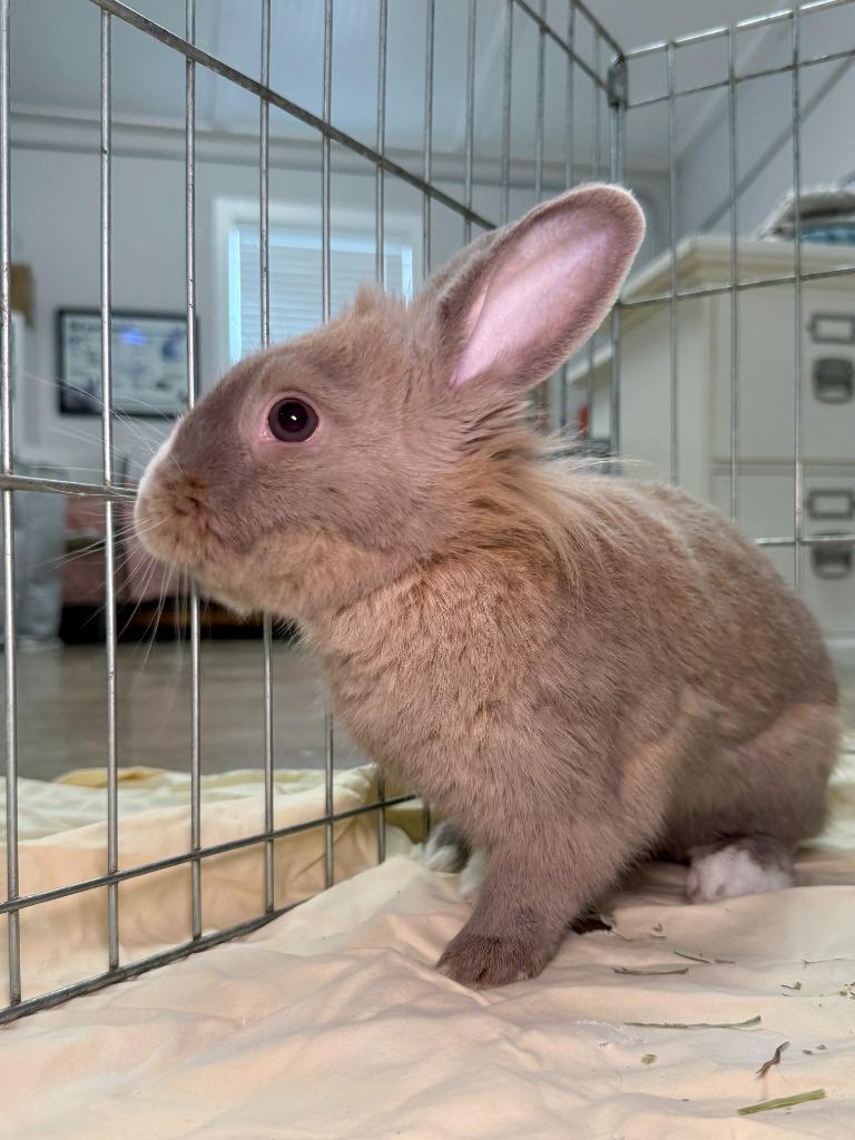 Enlarge Avery, a Adoptable American in Pflugerville, TX image 1/6