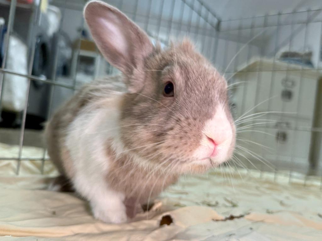 Avery, Adoptable, Young Male American.