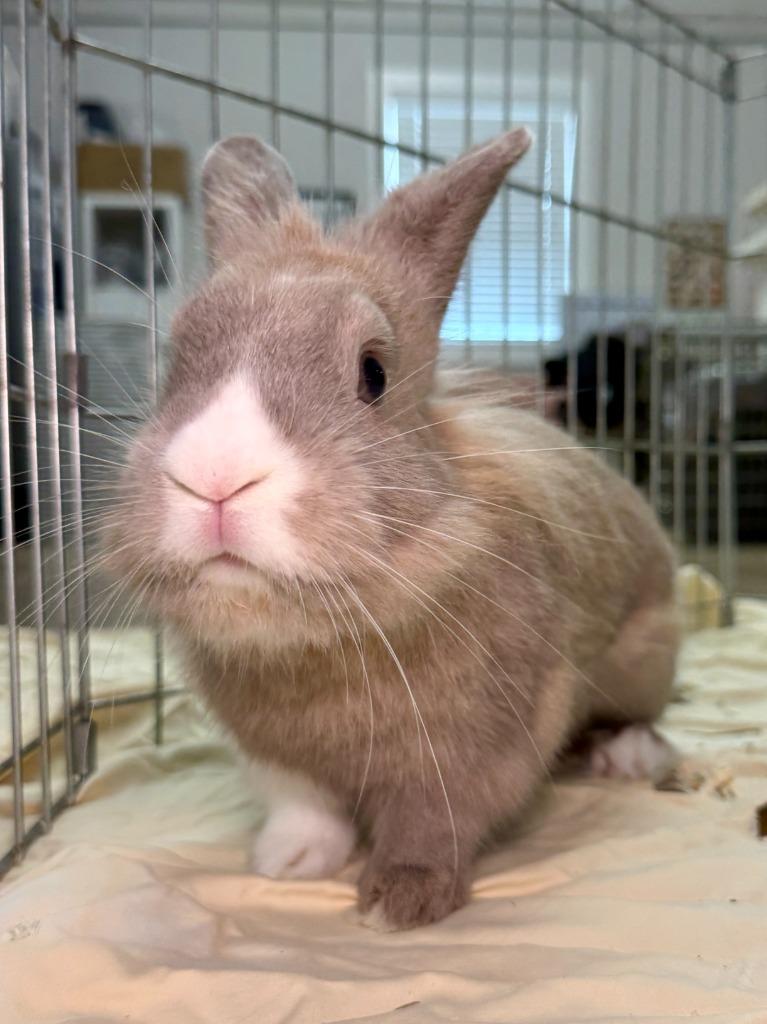 Enlarge Avery, a Adoptable American in Pflugerville, TX image 2/6