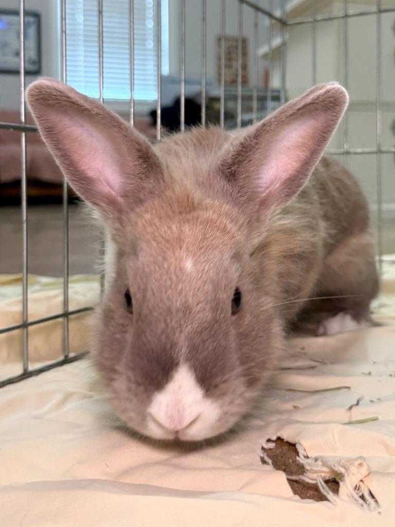 Enlarge Avery, a Adoptable American in Pflugerville, TX image 4/6