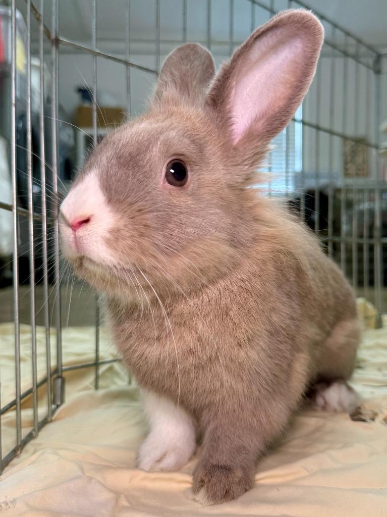 Enlarge Avery, a Adoptable American in Pflugerville, TX image 5/6