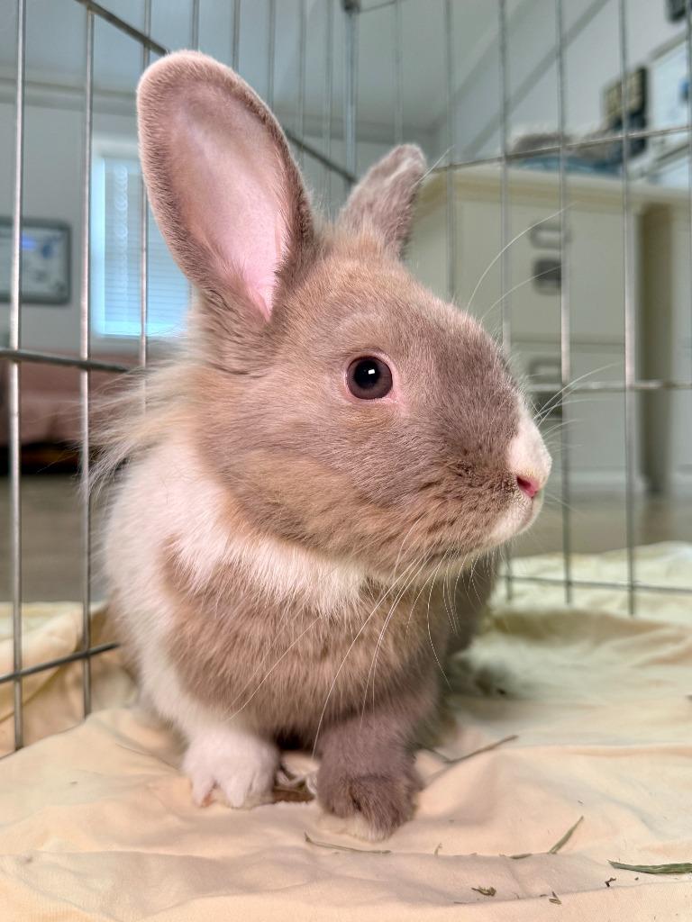 Enlarge Avery, a Adoptable American in Pflugerville, TX image 6/6