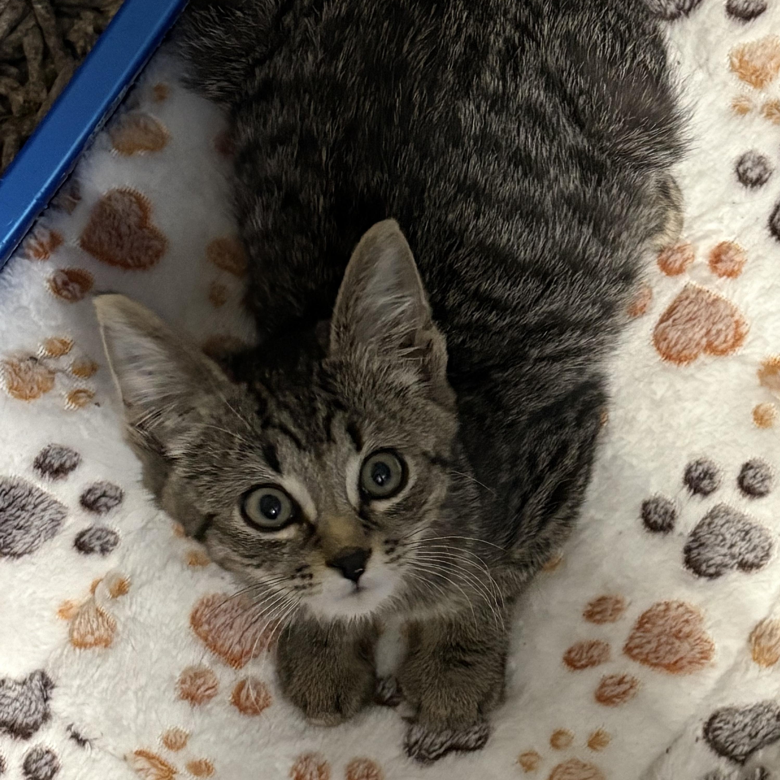 Enlarge Herman, a Adoptable mixed breed in Roslyn Heights, NY image 2/3