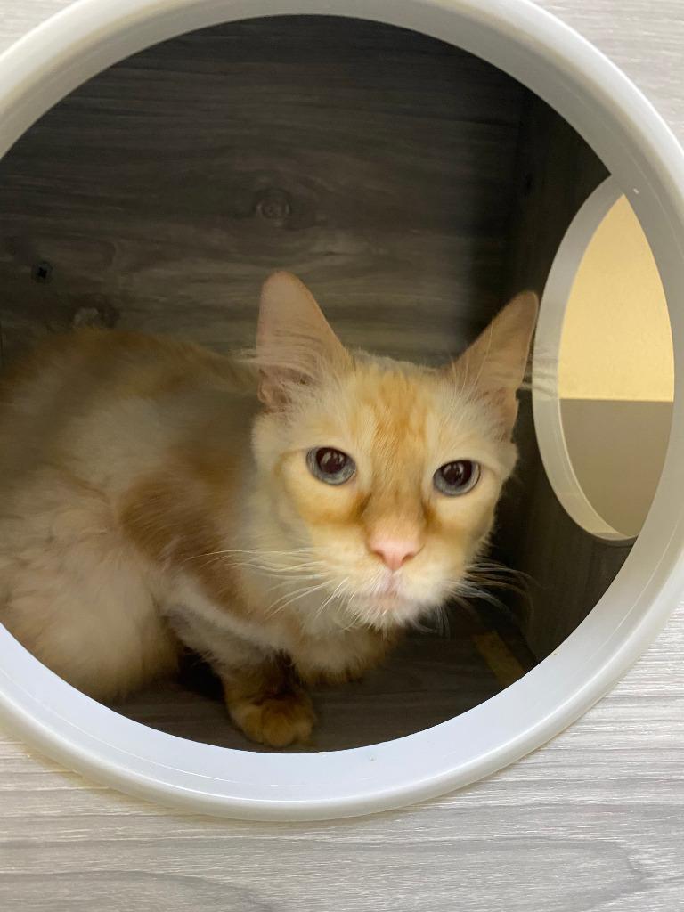 Sugar OHC-075-25, Adoptable, Senior Male Domestic Short Hair.