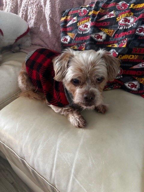 Freddie -OS, Adopted, Adult Male Shih Tzu.