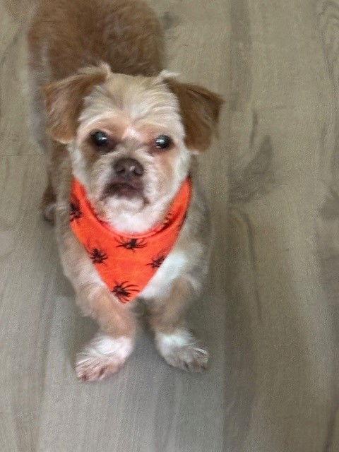 Freddie -OS, a Adopted Shih Tzu in Pataskala, OH image 2/3