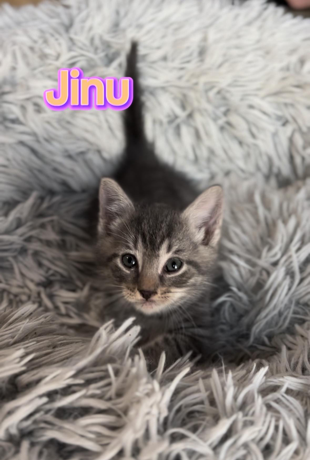 Cat available for adoption - None