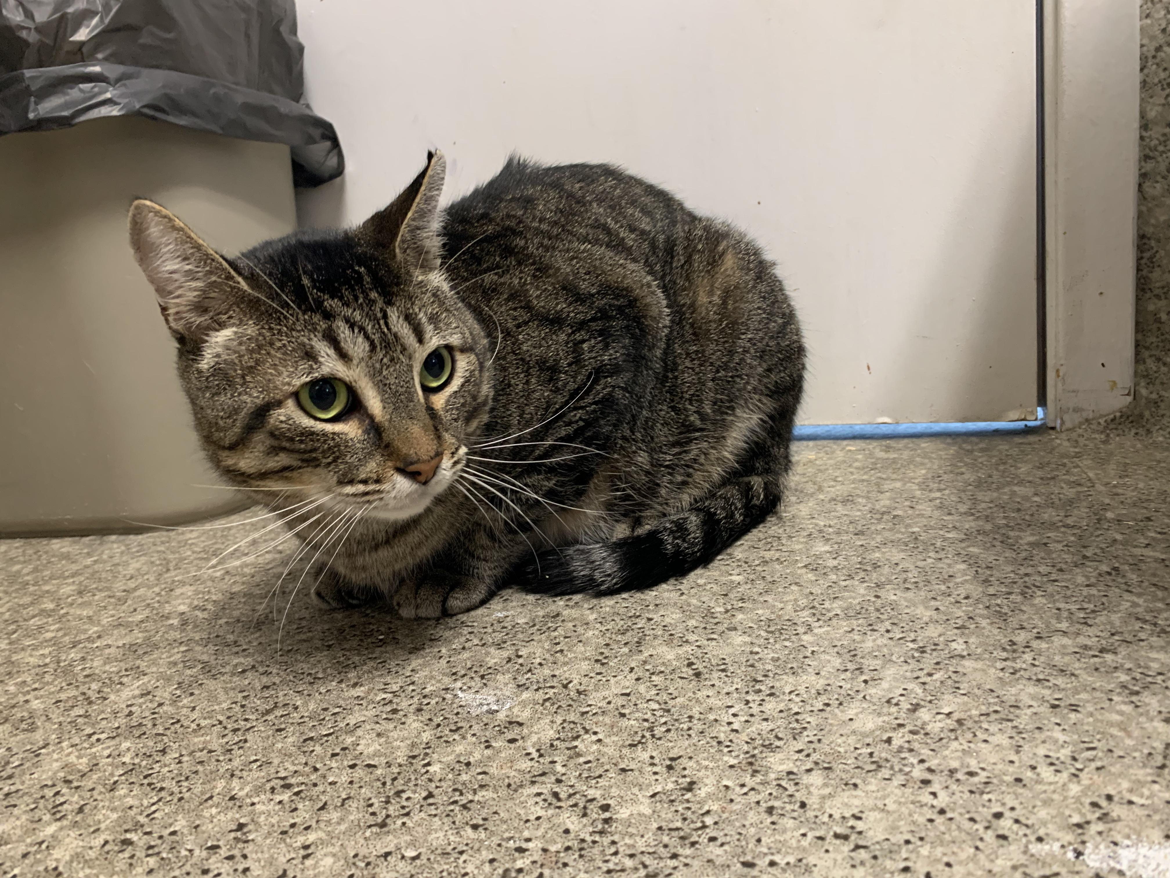 Enlarge Chucky, a ADOPTABLE Domestic Short Hair in Grass Valley, CA image 5/5