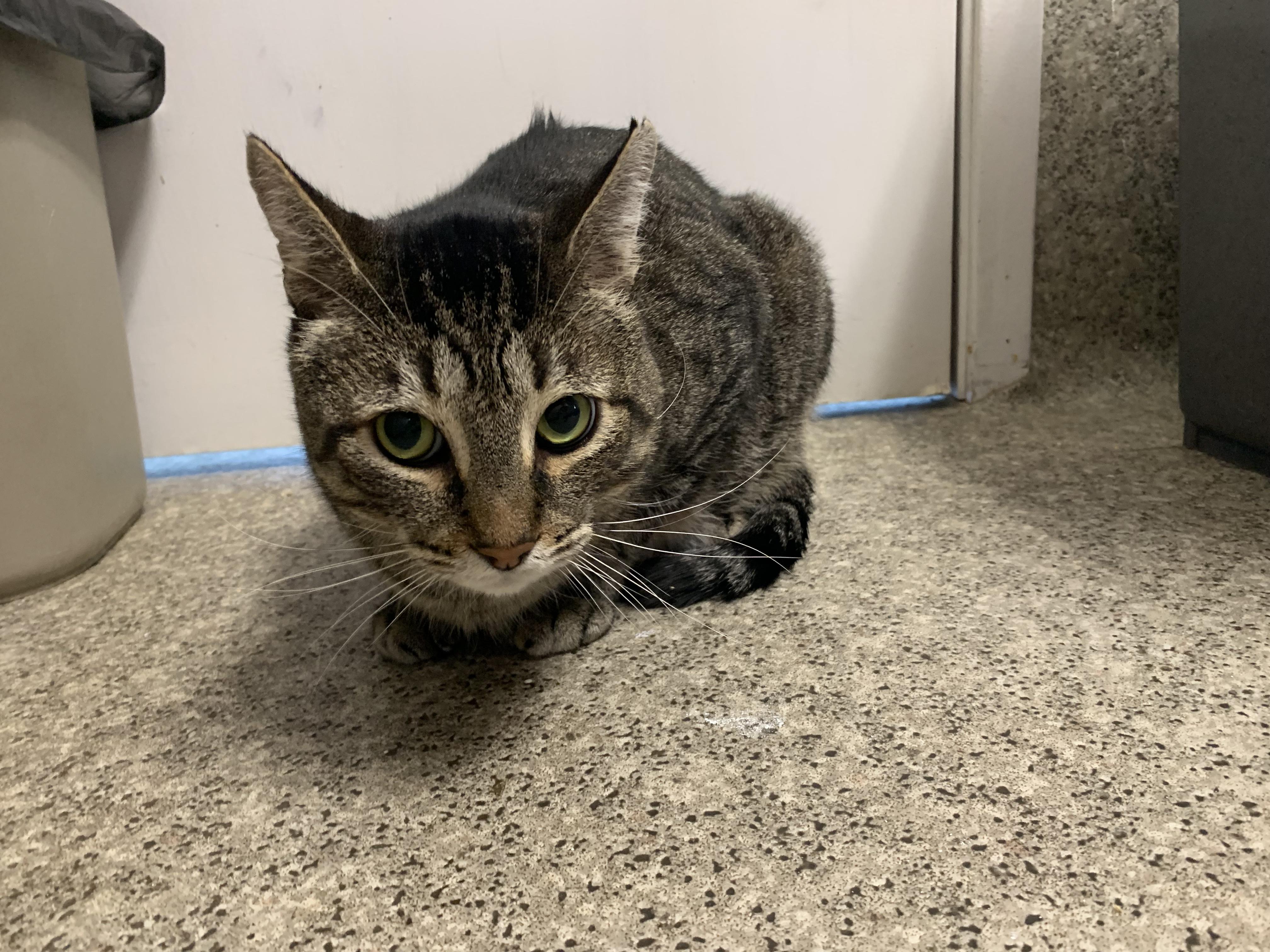 Enlarge Chucky, a ADOPTABLE Domestic Short Hair in Grass Valley, CA image 4/5