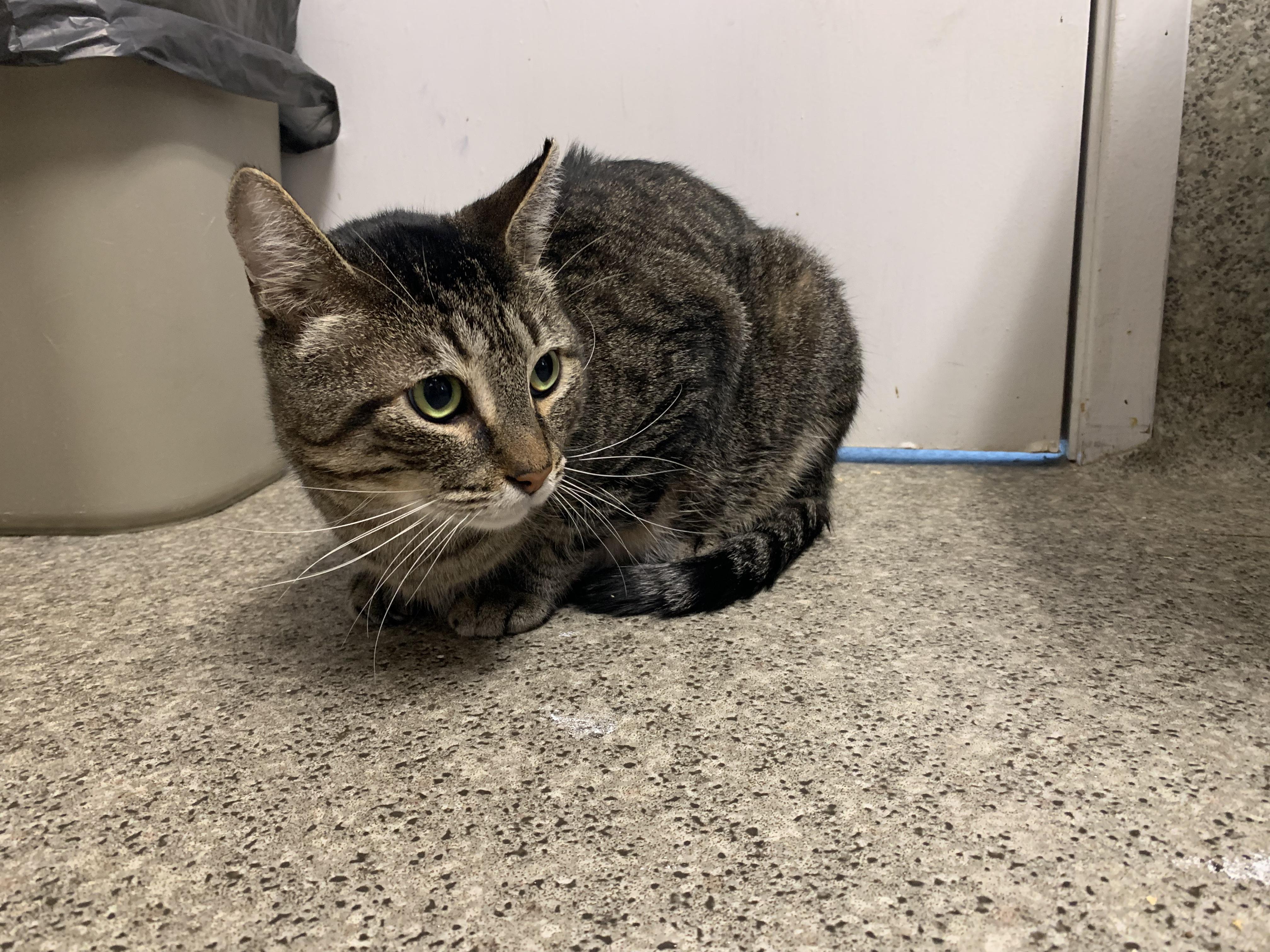 Enlarge Chucky, a ADOPTABLE Domestic Short Hair in Grass Valley, CA image 2/5