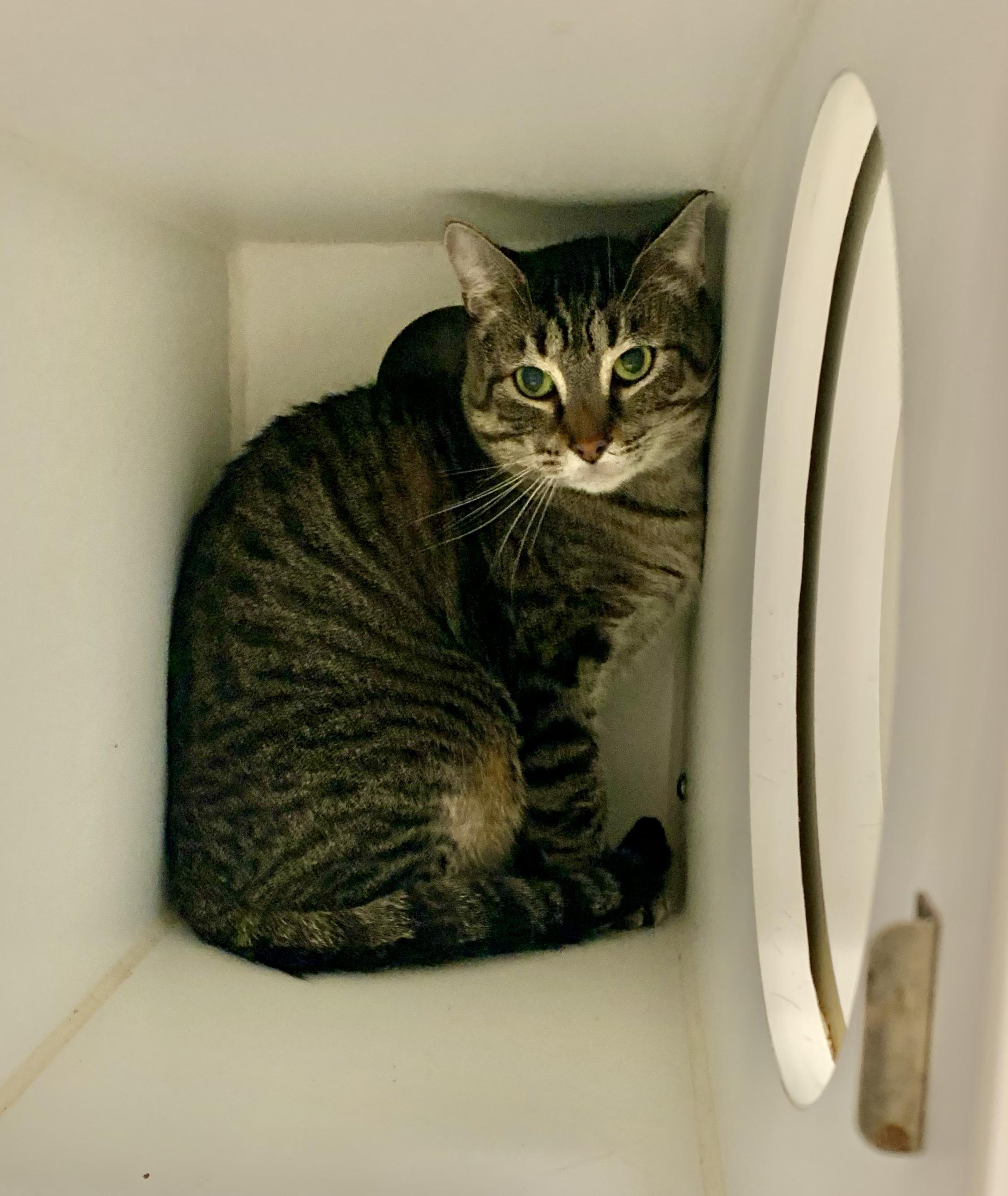 Enlarge Chucky, a ADOPTABLE Domestic Short Hair in Grass Valley, CA image 3/5