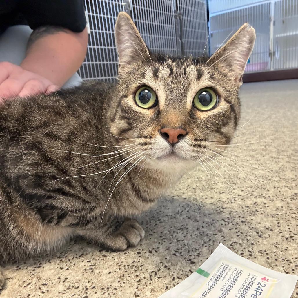Chucky, ADOPTABLE, Adult Male Domestic Short Hair.