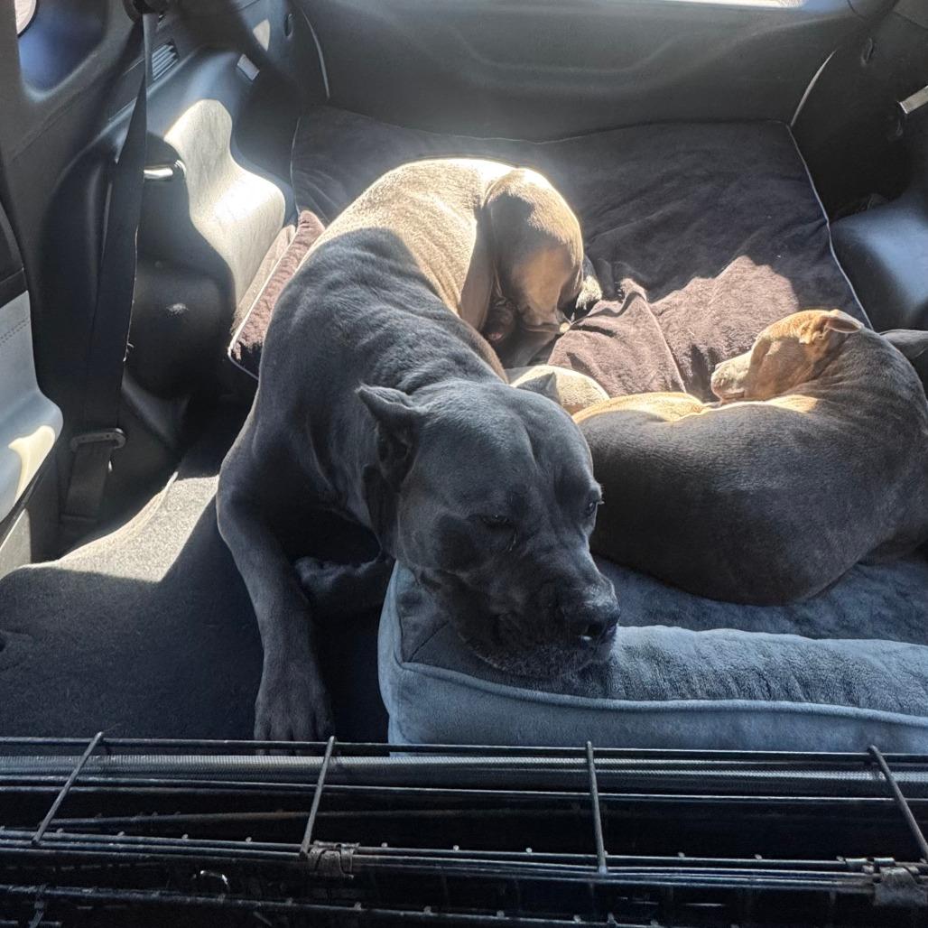 Enlarge Snowy, a Adoptable Mixed Breed in Sarasota, FL image 1/6