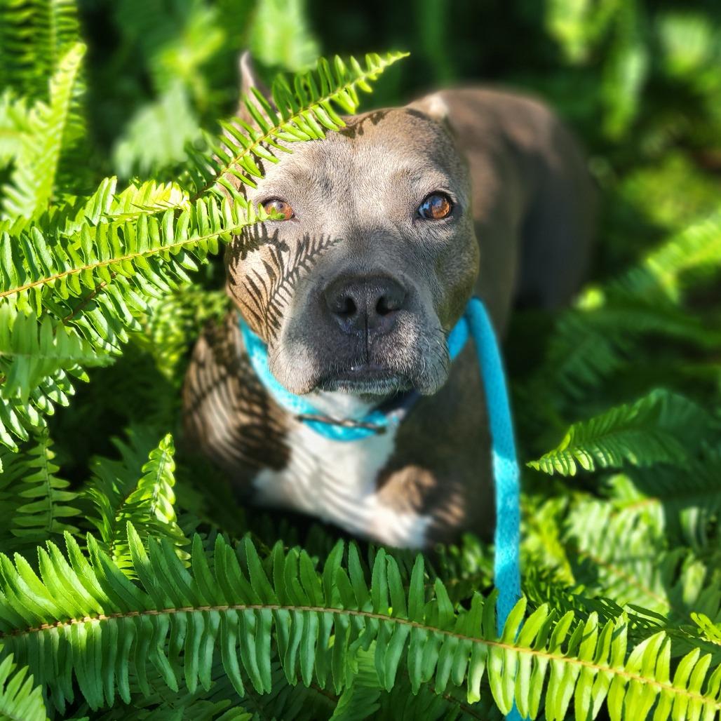 Snowy, Adoptable, Adult Female Mixed Breed.