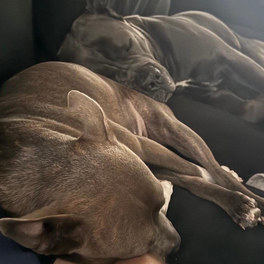 Enlarge Snowy, a Adoptable Mixed Breed in Sarasota, FL image 3/6