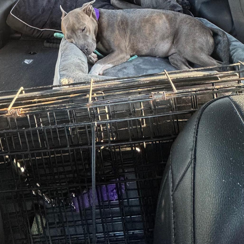 Enlarge Snowy, a Adoptable Mixed Breed in Sarasota, FL image 4/6