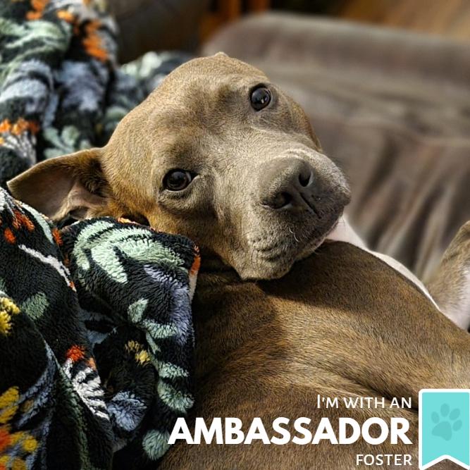 Enlarge Snowy, a Adoptable Mixed Breed in Sarasota, FL image 4/6