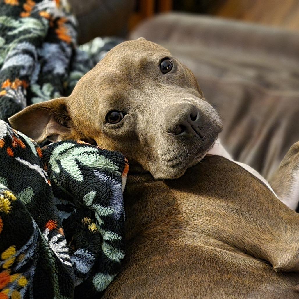 Enlarge Snowy, a Adoptable Mixed Breed in Sarasota, FL image 5/6