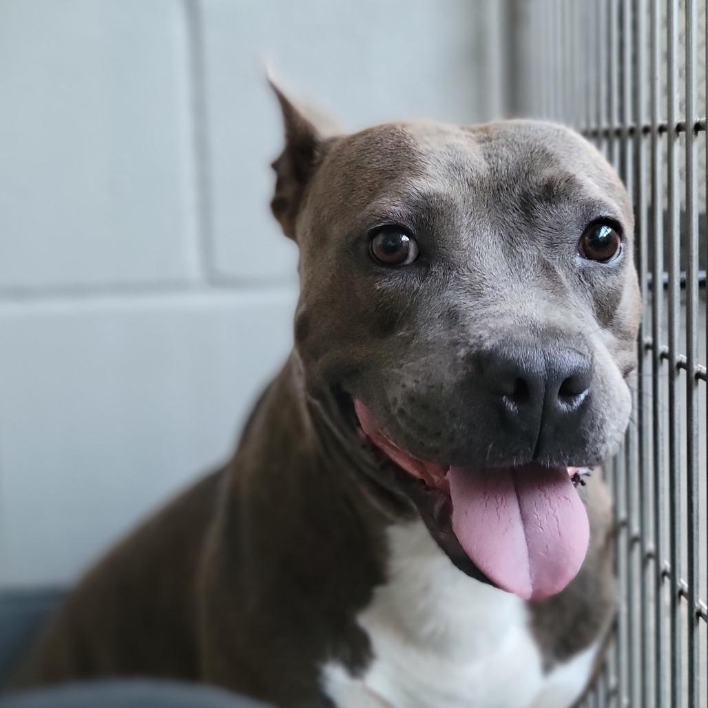 Enlarge Snowy, a Adoptable Mixed Breed in Sarasota, FL image 6/6