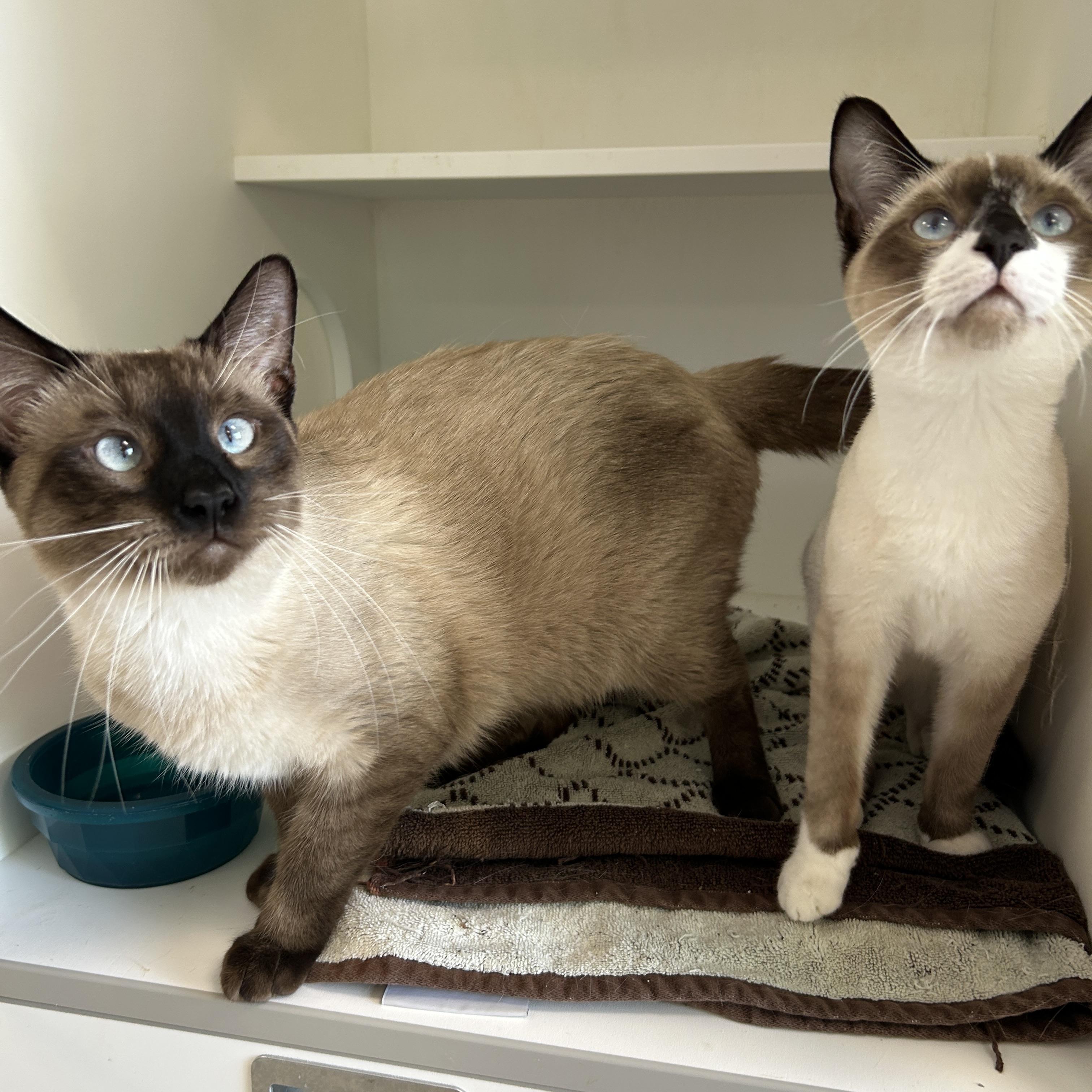 Enlarge Dr. Bunson & Honeydew Scooter (Bonded), a Adopted Siamese in La Grange Park, IL image 5/6