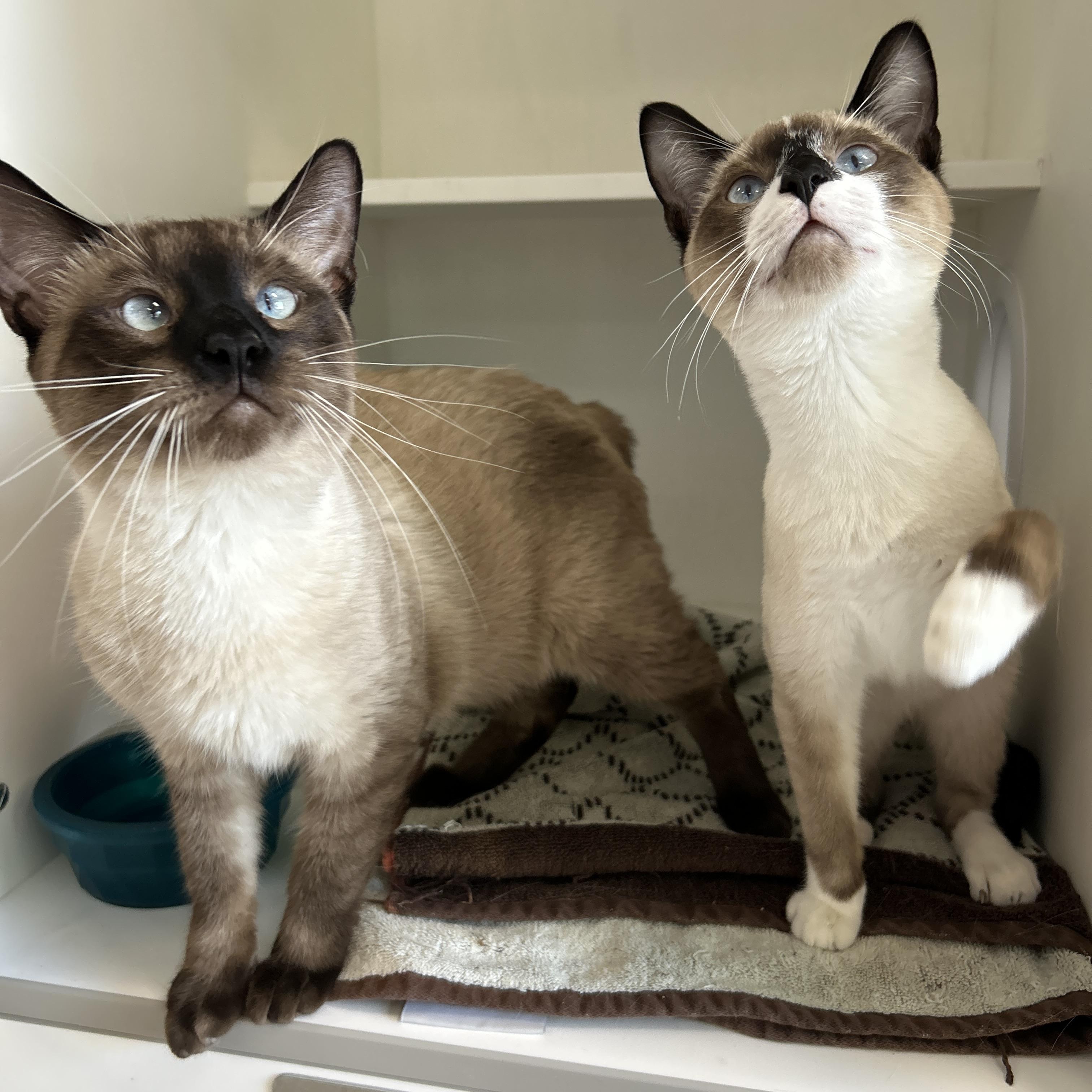 Enlarge Dr. Bunson & Honeydew Scooter (Bonded), a Adopted Siamese in La Grange Park, IL image 6/6