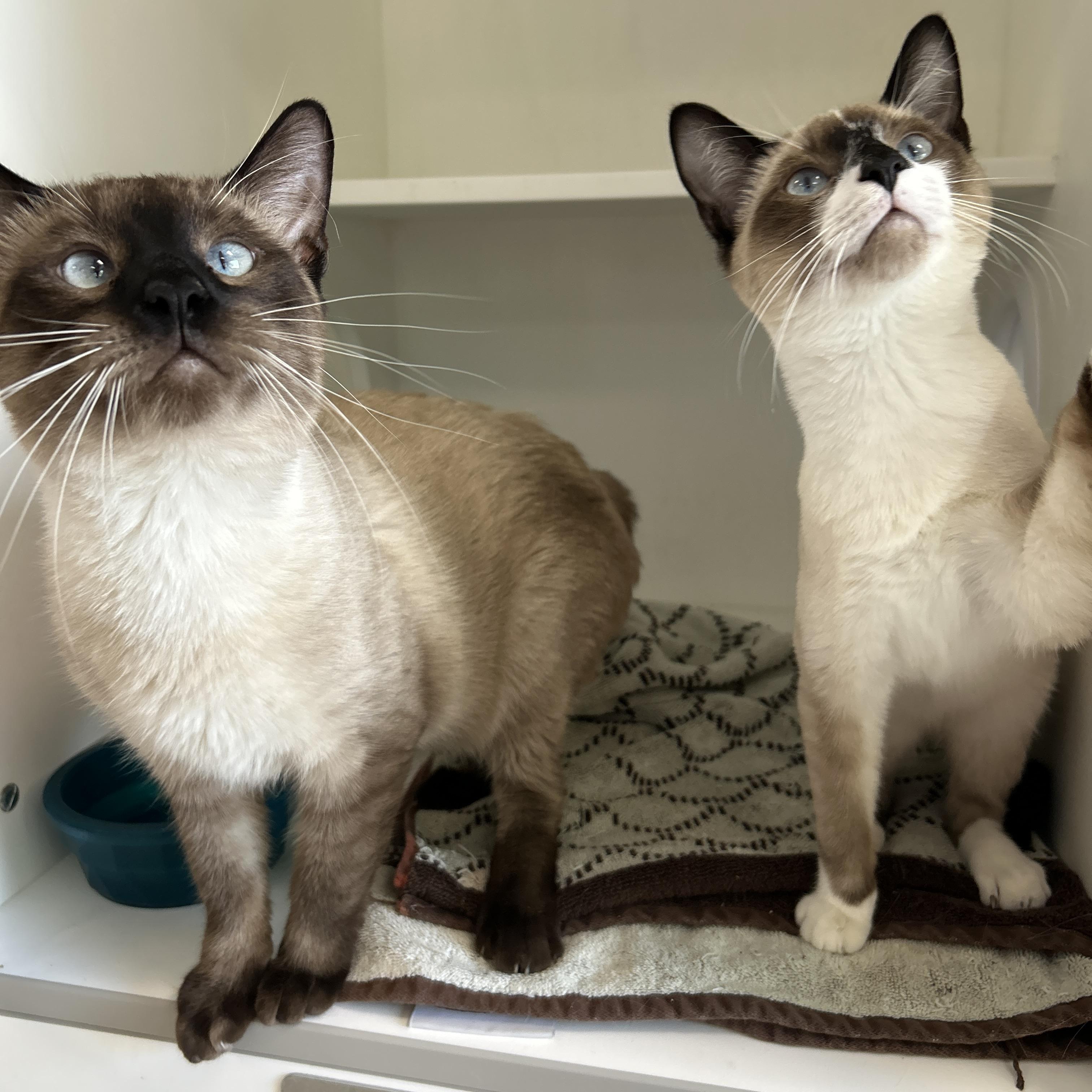Enlarge Dr. Bunson & Honeydew Scooter (Bonded), a Adopted Siamese in La Grange Park, IL image 4/6