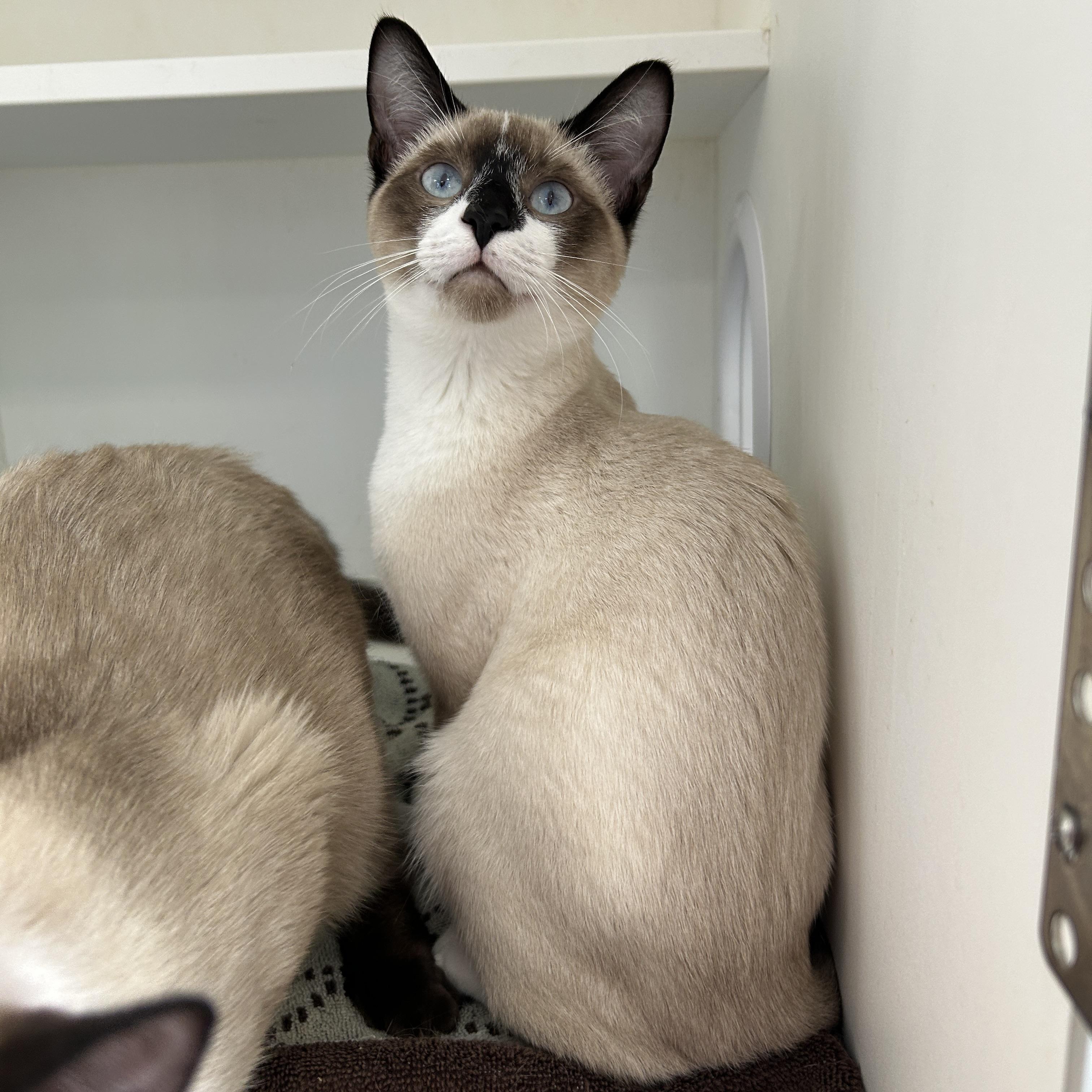 Enlarge Dr. Bunson & Honeydew Scooter (Bonded), a Adopted Siamese in La Grange Park, IL image 2/6