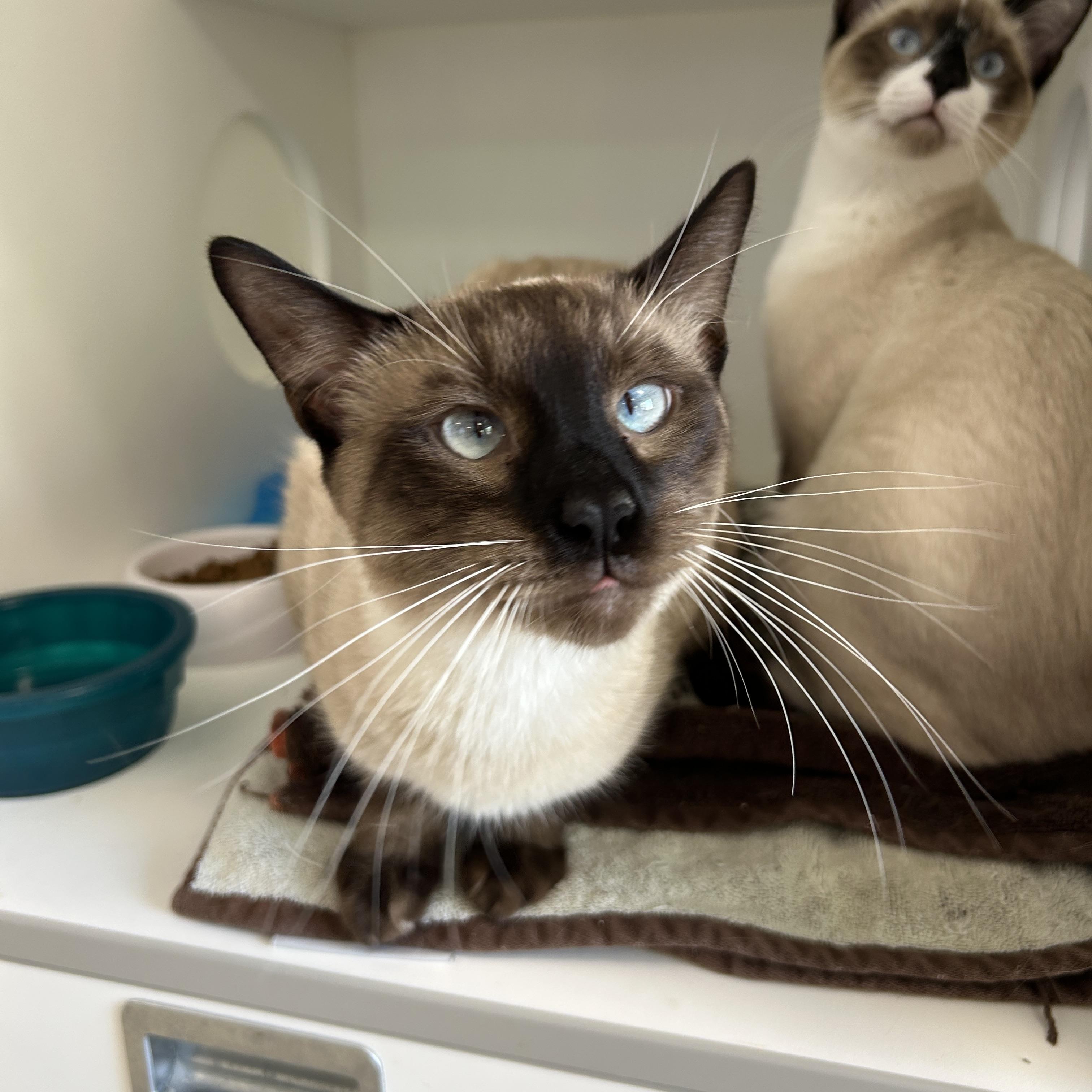 Enlarge Dr. Bunson & Honeydew Scooter (Bonded), a Adopted Siamese in La Grange Park, IL image 3/6