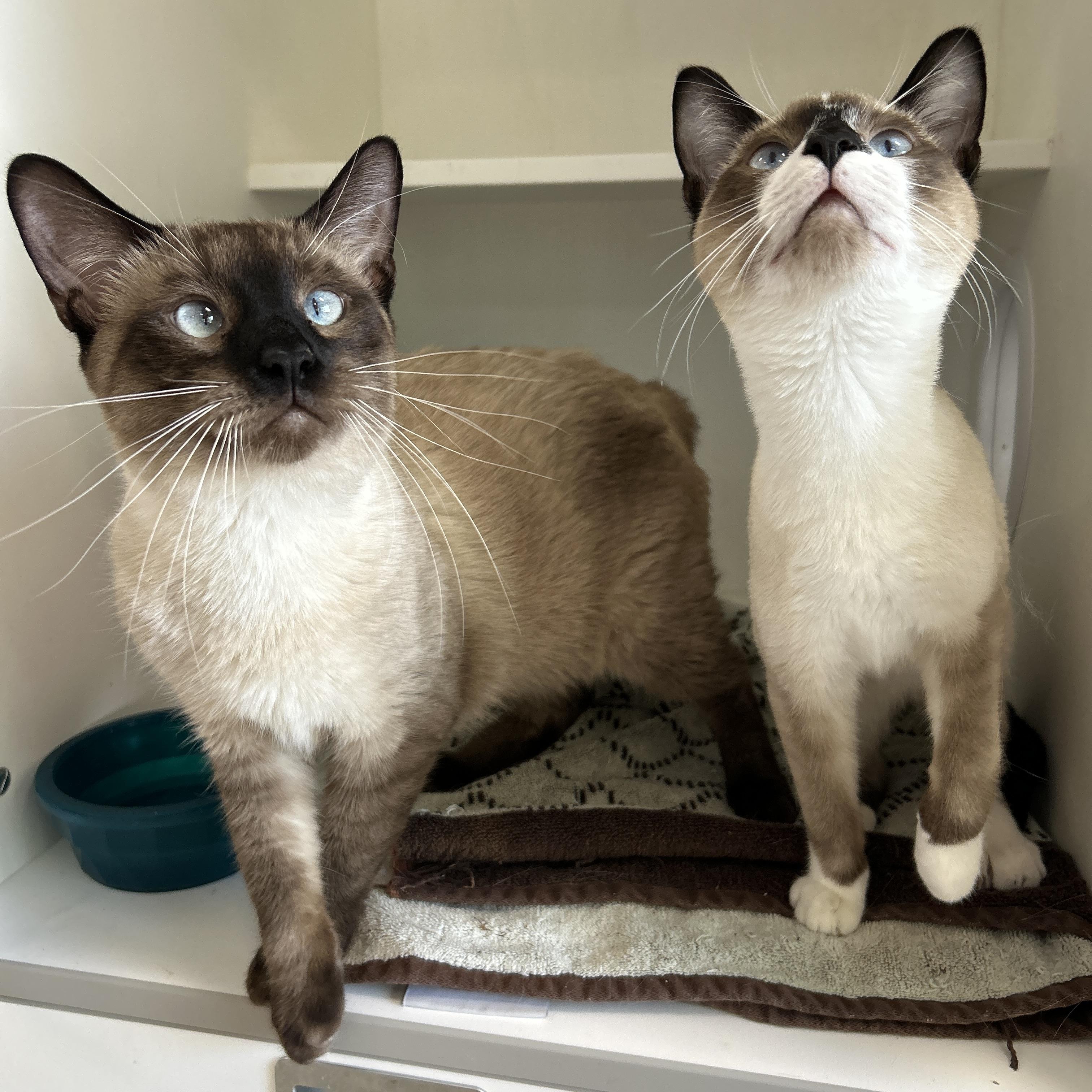 Dr. Bunson & Honeydew Scooter (Bonded), Adopted, Adult Male Siamese.