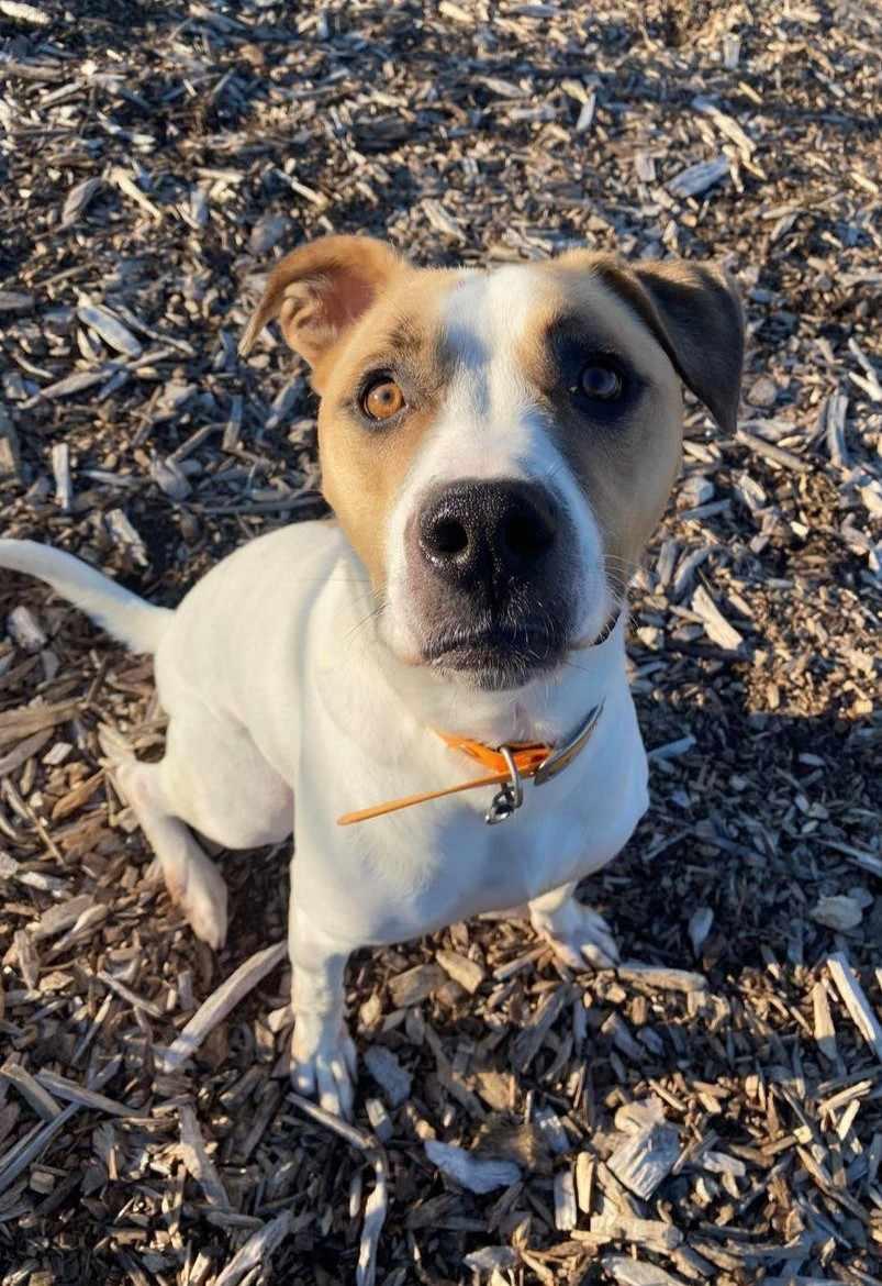 Robert DeNiro, an adoptable American Bulldog, Boxer in Fenwick, ON, L0S 1C0 | Photo Image 3
