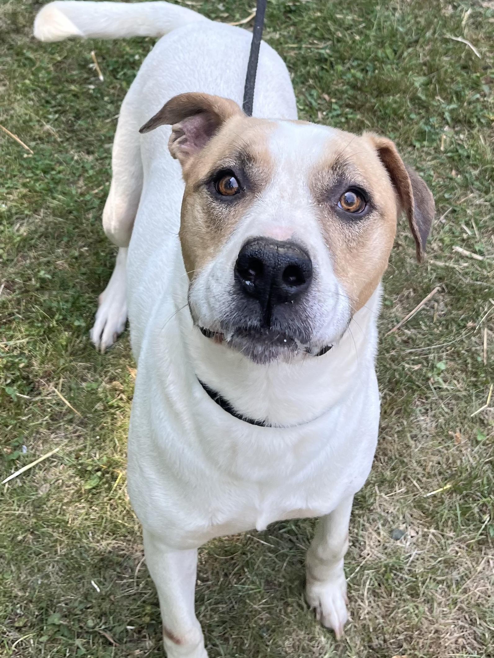 Robert DeNiro, Adoptable, Adult Male American Bulldog & Boxer.