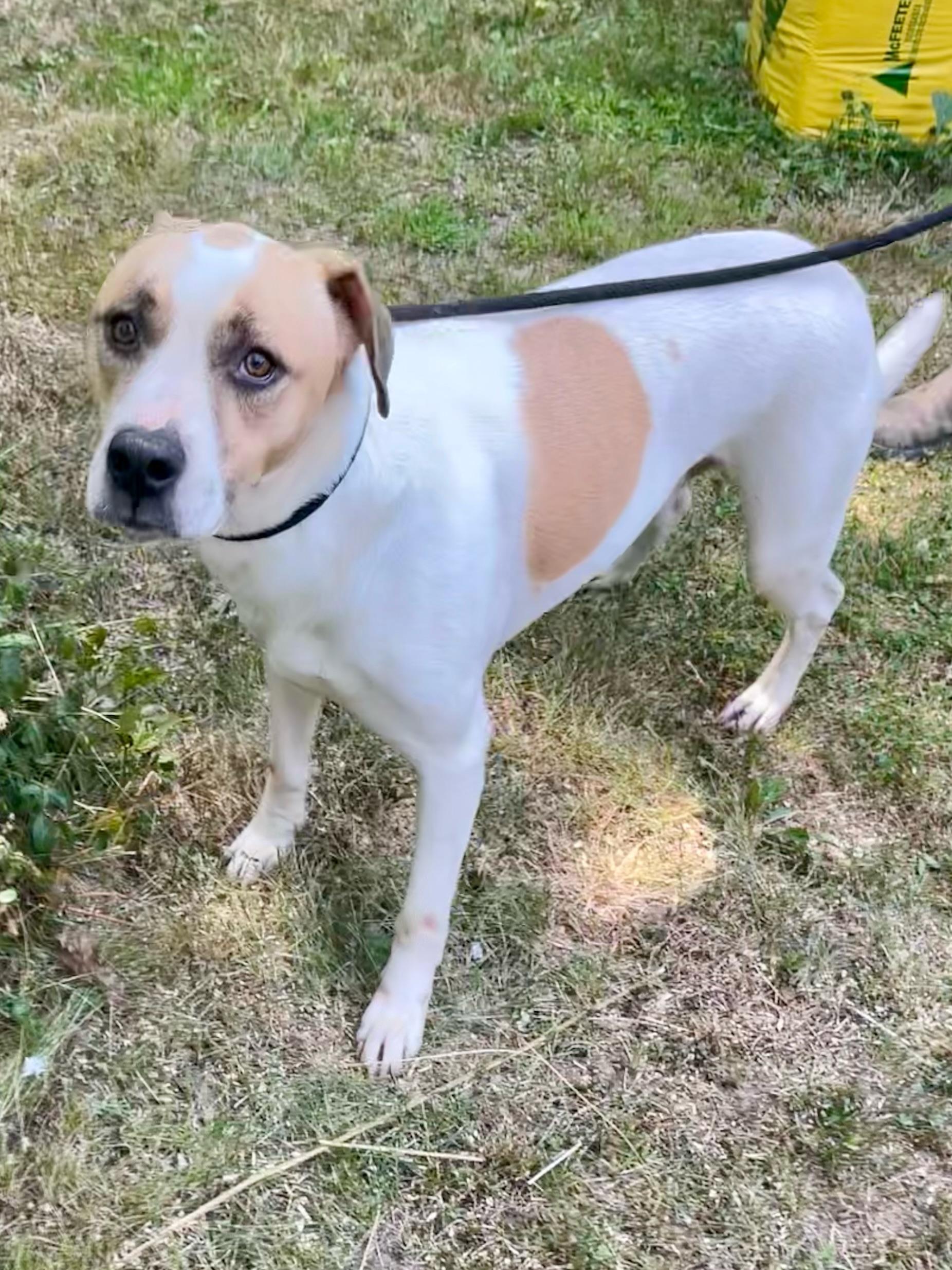 Robert DeNiro, a Adoptable mixed breed in Fenwick, ON image 4/4