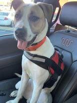 Robert DeNiro, an adoptable American Bulldog, Boxer in Fenwick, ON, L0S 1C0 | Photo Image 4