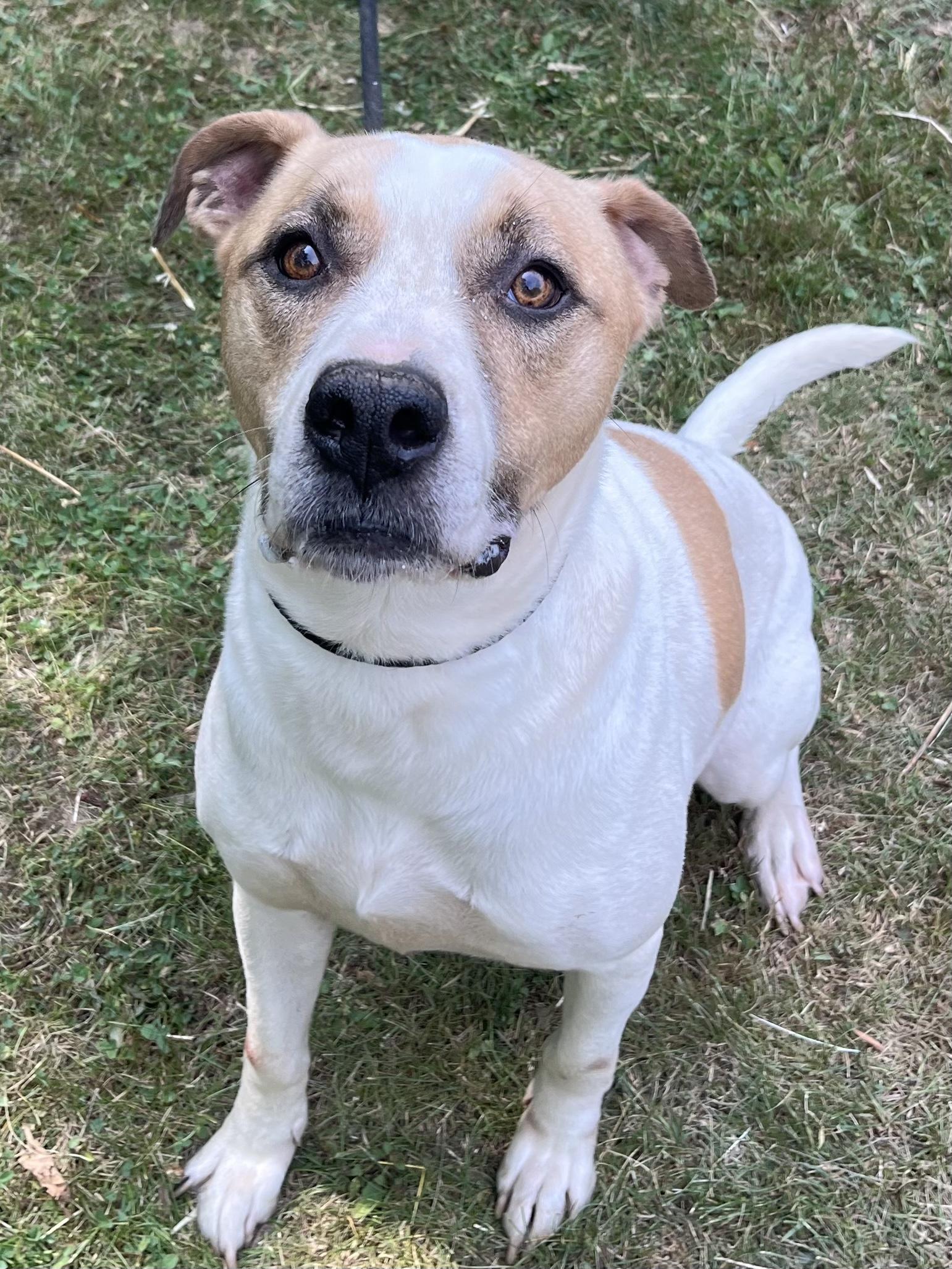 Robert DeNiro, an adoptable American Bulldog, Boxer in Fenwick, ON, L0S 1C0 | Photo Image 4